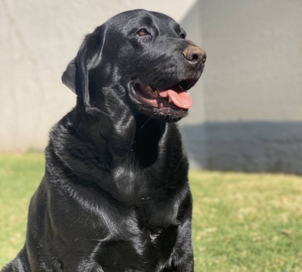 Tyson