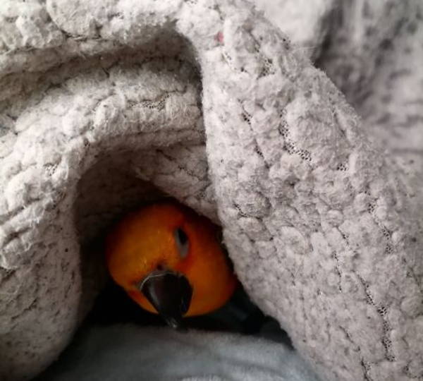 Olaf