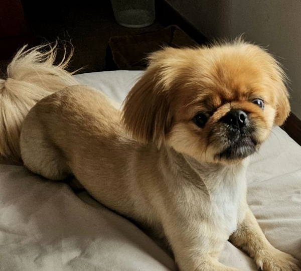 Toby