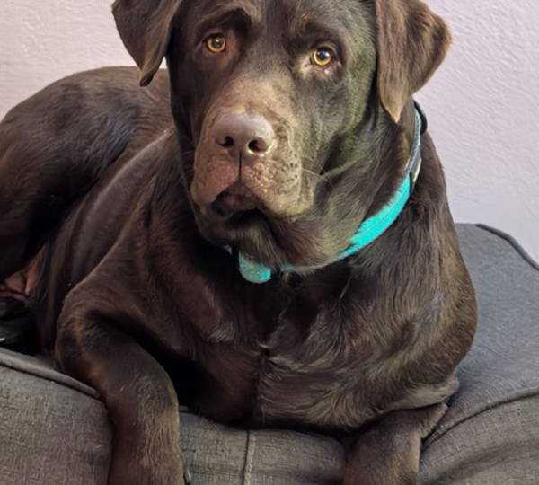 Milo