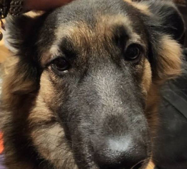 Gracie