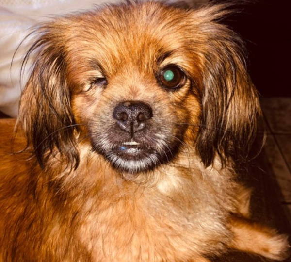 Simon