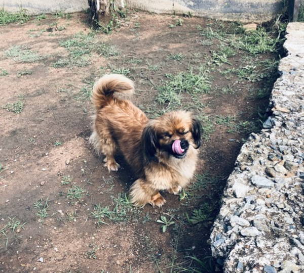 Simon