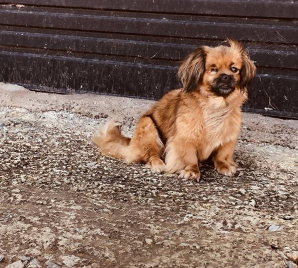 Simon