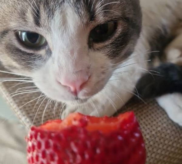 Puki