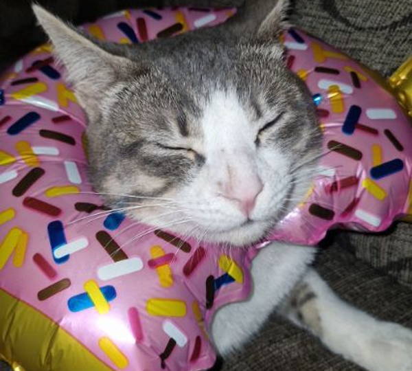Puki