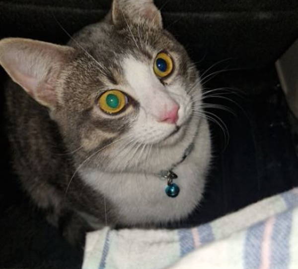 Puki