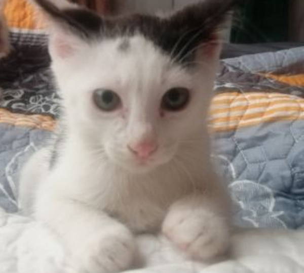 Mochi