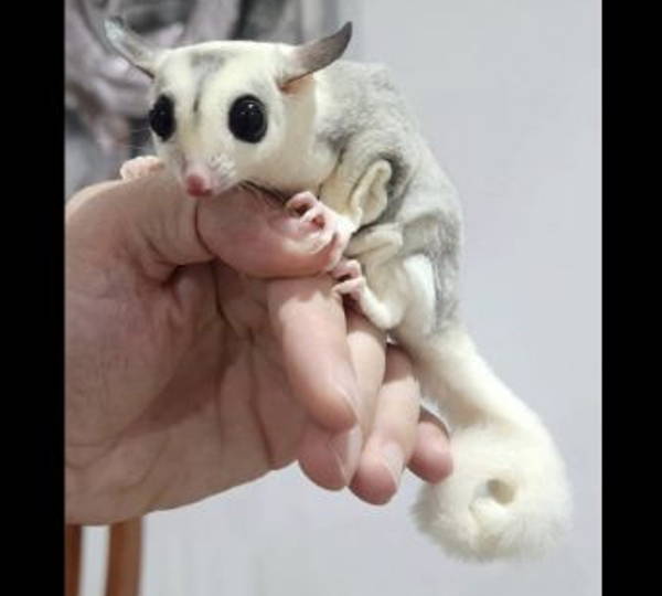 Snowey