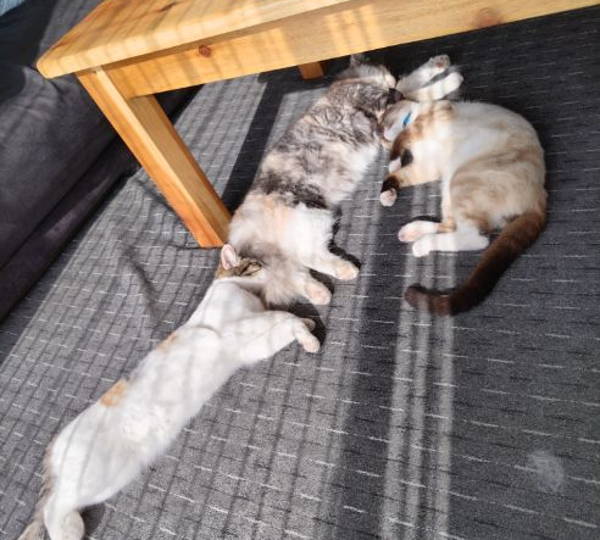 Pepper, Missy & Nimbus