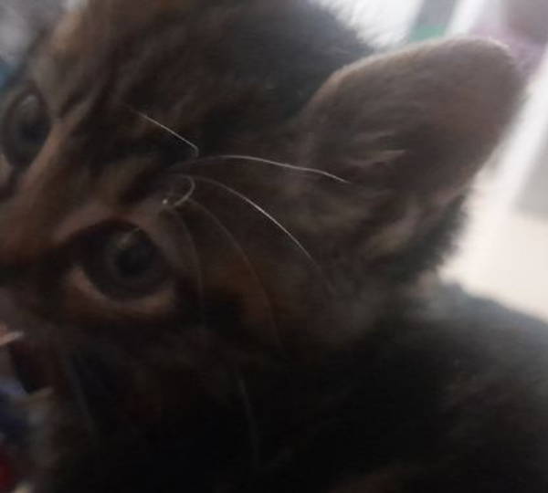 Houdini
