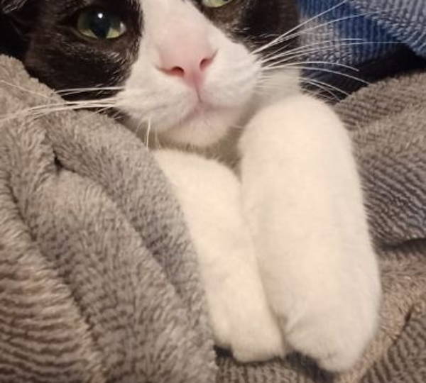 Oreo