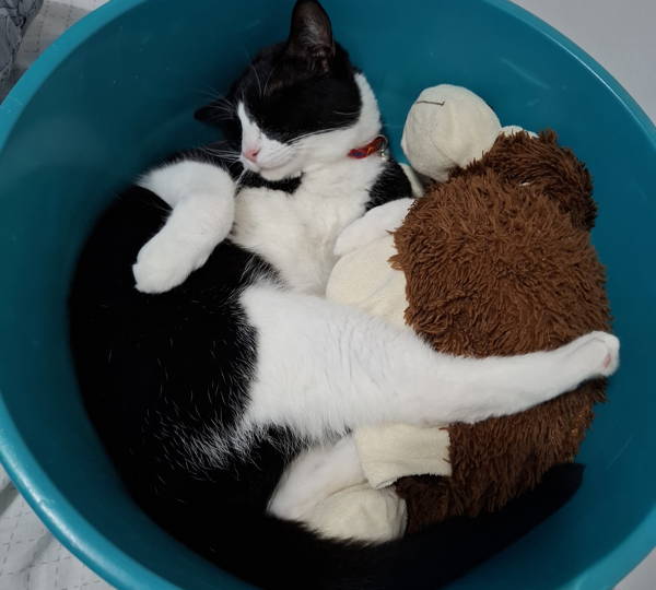 Oreo