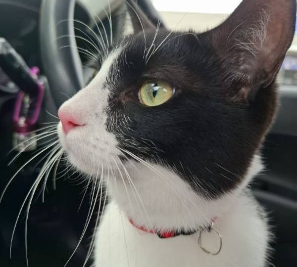 Oreo