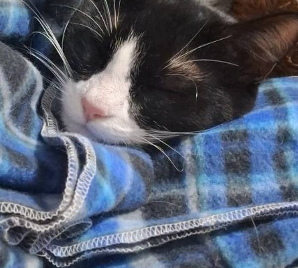 Oreo