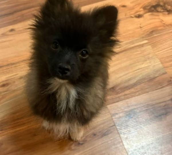 Hatchiko