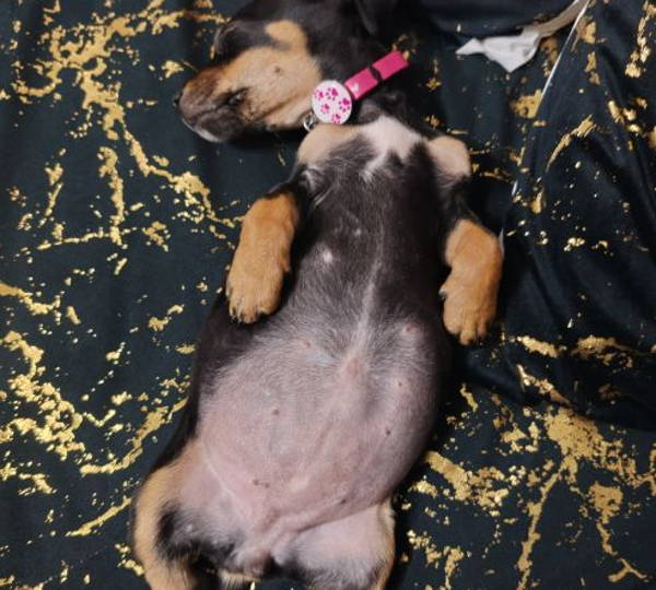 Dora