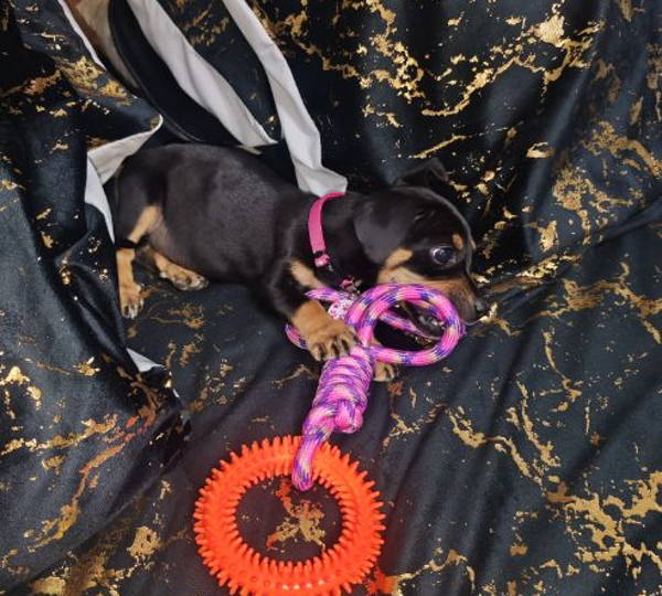 Dora