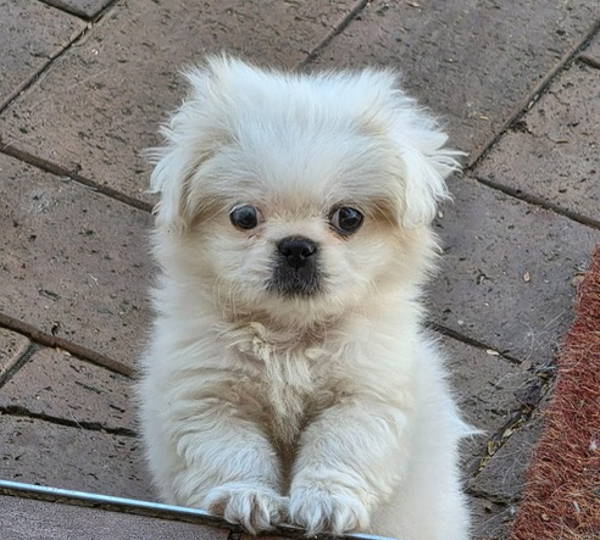 Bentley