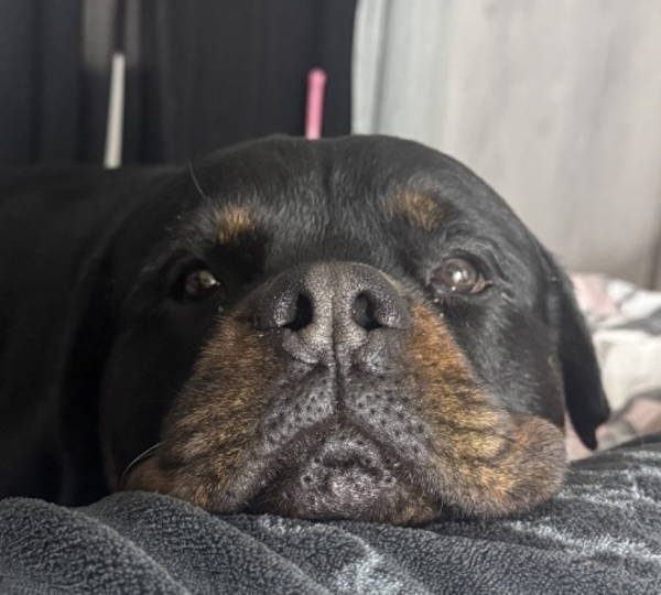 Brody
