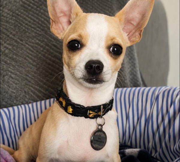 Loki