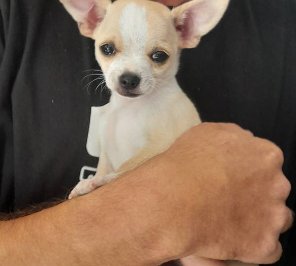 Loki