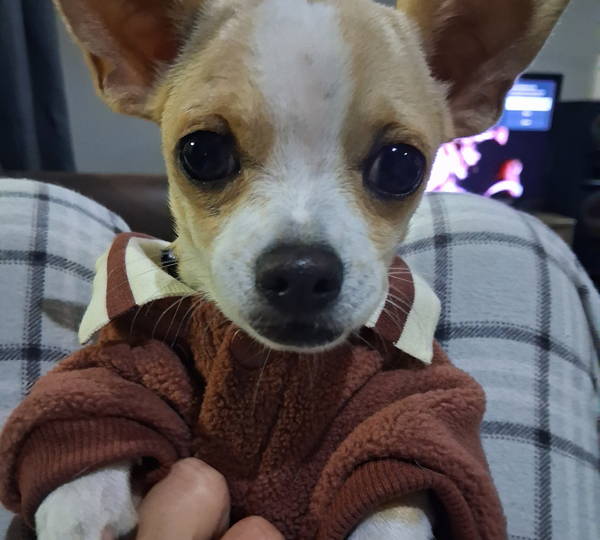 Loki