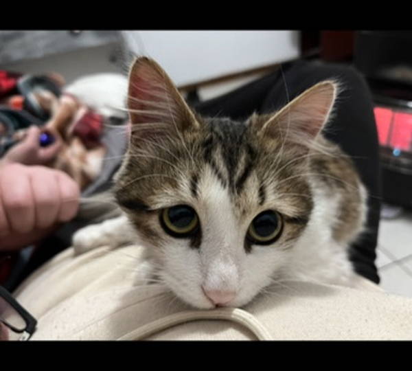 Pepper