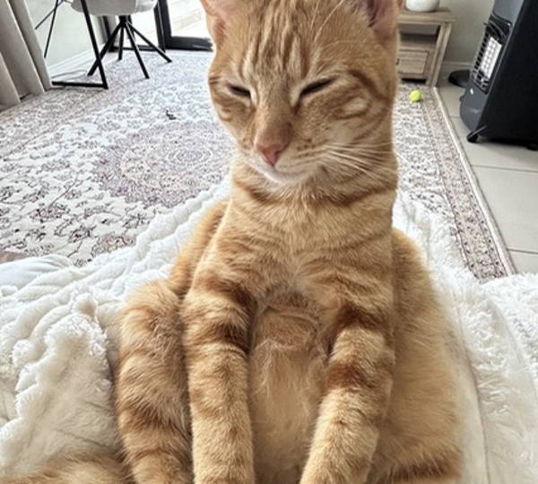 Archie