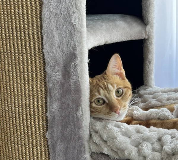 Archie