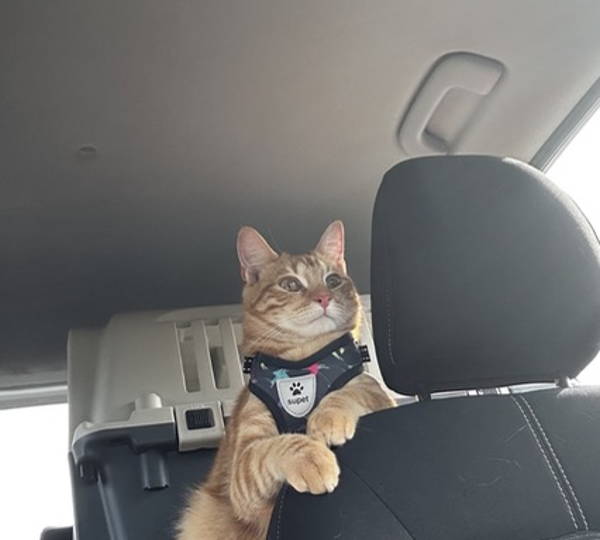 Archie
