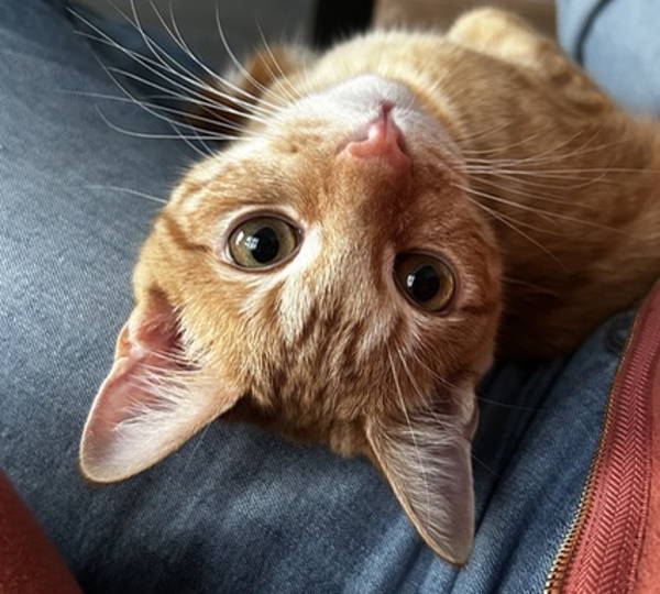 Archie