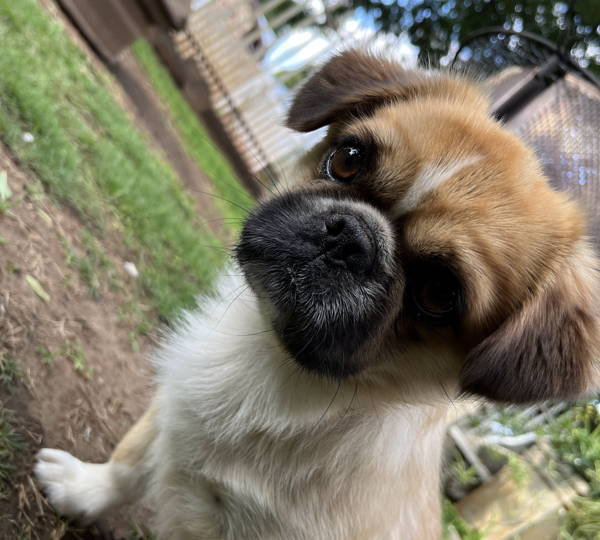 Oreo