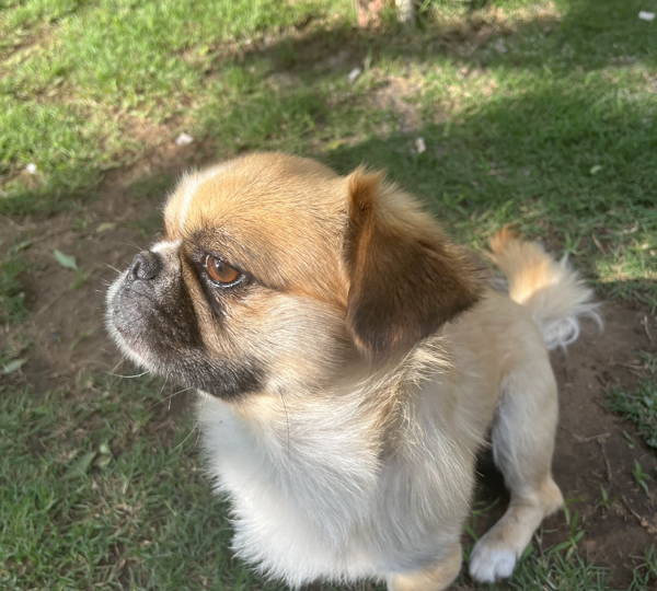 Oreo