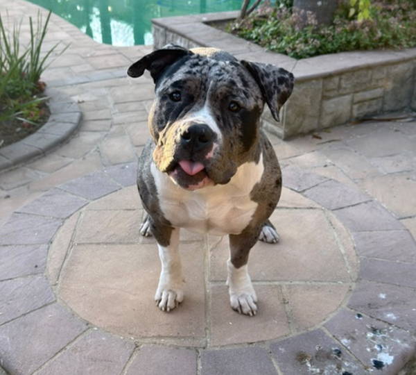Kali