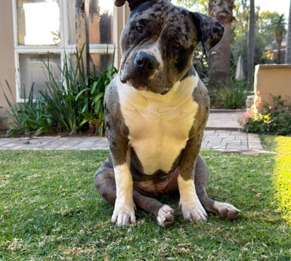 Kali