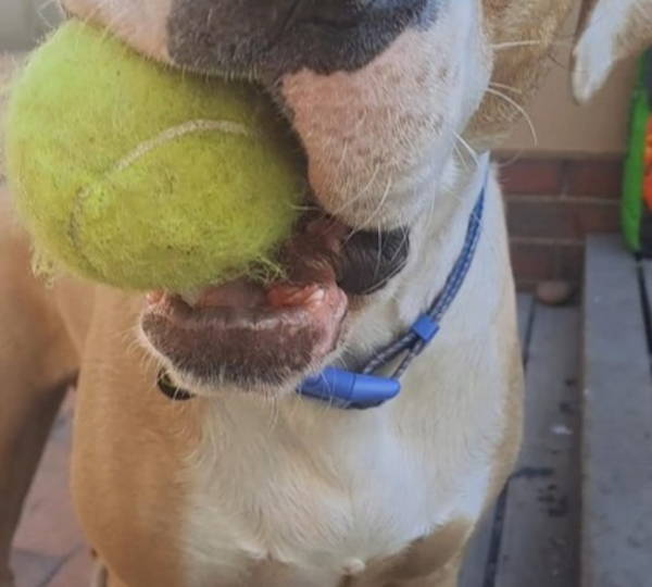 Bailey