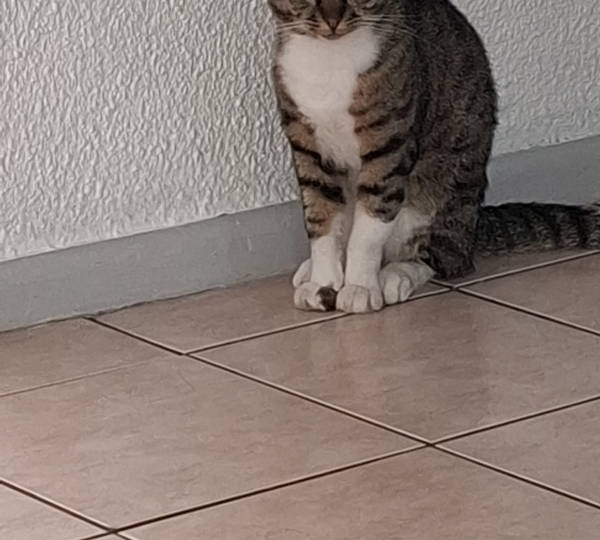 Rambo