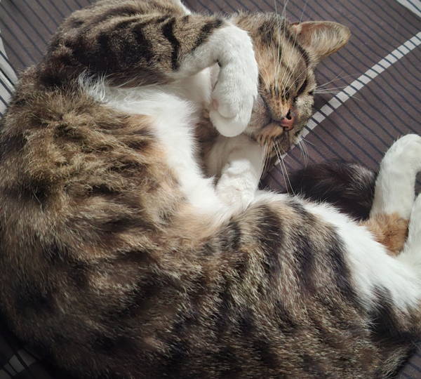 Rambo