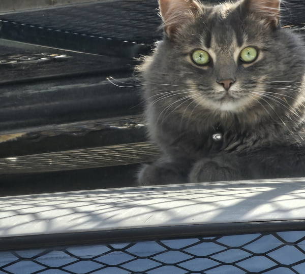 Neko
