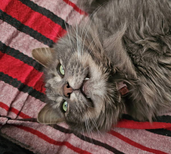 Neko