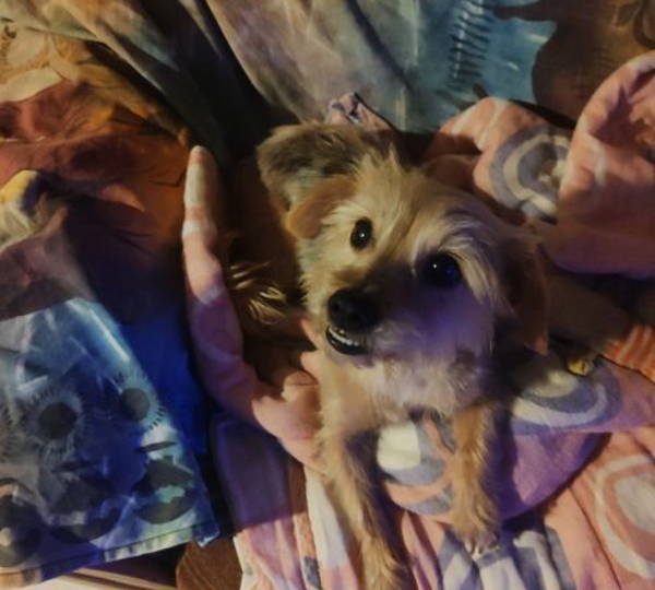 Lulu
