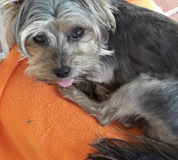 Gruffy