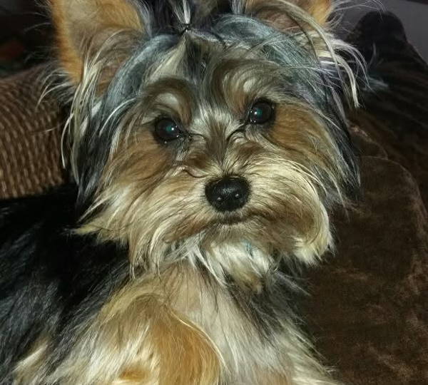 Gruffy