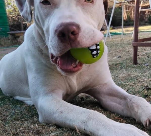 Tyson
