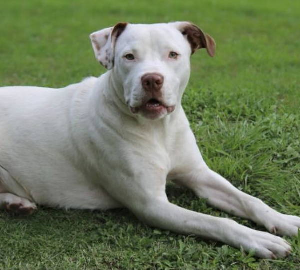 Tyson