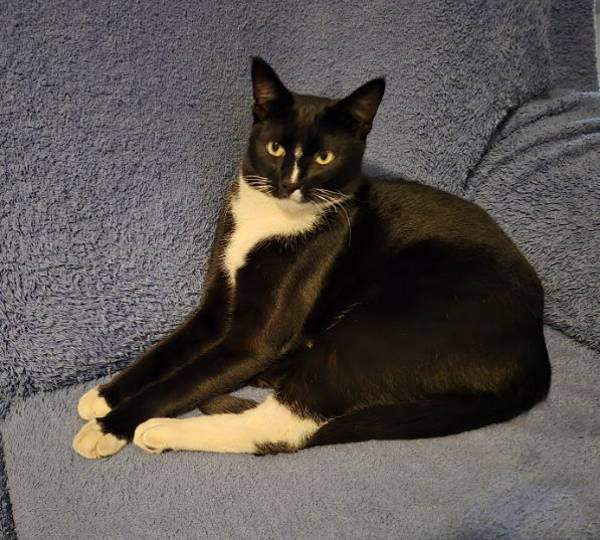 Domino