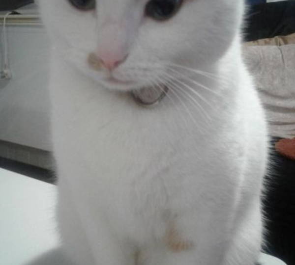 Bluey
