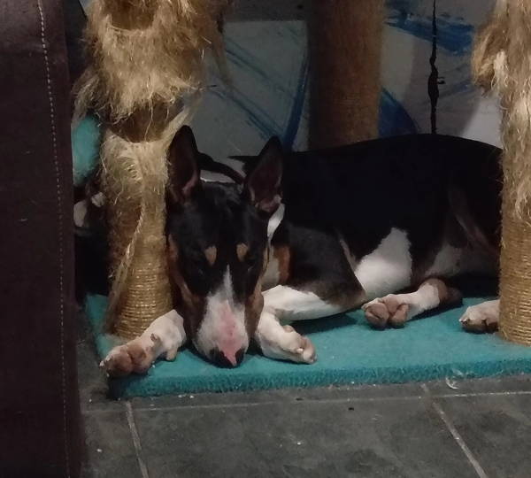 Nala