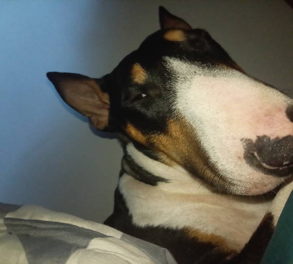 Nala